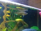 Crocking Ghoromi Fish Adults