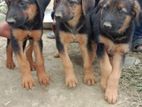 Cross 3 blood line (Doberman + Rotwealier +GSD)