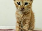 Cross Mix Breed Cat