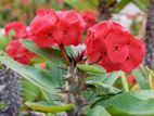 Crown of Thorns live plant