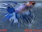 crowntail male Betta fish