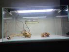 Crystal Glass Aquarium And Light
