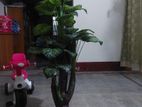 Home decore