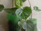 চুঁইঝাল, পান ও বকফুল গাছের চারা