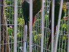 Cunor Bird