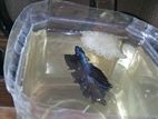 Cupper Blue Halfmoon Betta