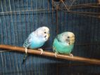 Current Budgie Couple