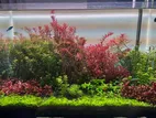 Customise planted Aquarium