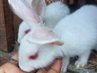 Rabbit for sale