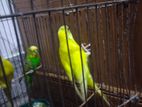 Cute Best Colour Barjiger Birds