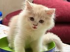 Cute Cat