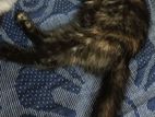 Cute cat