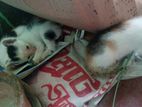 Cute Cat