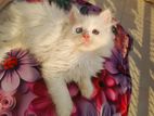 Cute cat long hair pure Persian