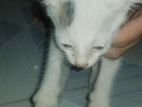Cute Cate