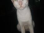 cute Deshi Cat 😺🐈