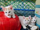 Cute Deshi Cat For Sell