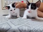 Cute Deshi Cats For Sell