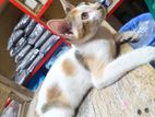 cute desi cat