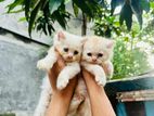 Persian Kitten Male