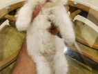 Cute Fluffy Parsian Kittten Sale Post