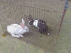 Rabbit for sell