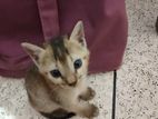 Cute kitten for adoption