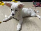 Cute Lhasa mixed puppy