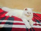 Cute original traditional Persian