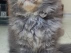 Cute parsian healthy kitten for sale.