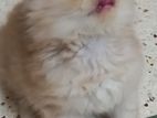 cute parsian kitten for sale