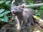 Cute Persian and mixed cat