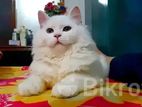 Cute Persian Bby Cat