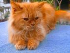 Cute Persian cat