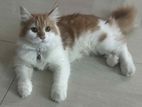 Cute Persian female Kitten for sale