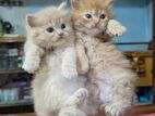 Cute Pure Persian Cat Male and Female