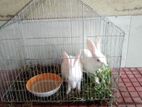 Cute Rabbits