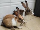 Cute Rabbits fore handover