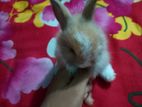 Cute Rabit For Sell