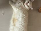 Cute teddy Russian pink pragnant female Persian cat