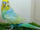 Cw Pied And Sky Rainbow Running Male
