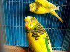 Cw Pied Budgerigar Breeding Pair