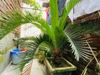 Cycas plant