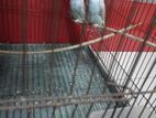 Bird for sale