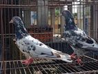 Dabwala Pakistani Pigeon