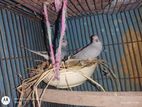 Dimond dove for sell