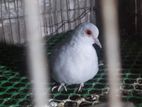 Daimond Dove Female