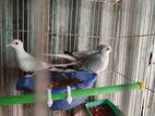 Daimond Dove