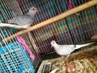 Daimond Dove for sale