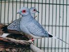 Daimond Dove (Raning pair)